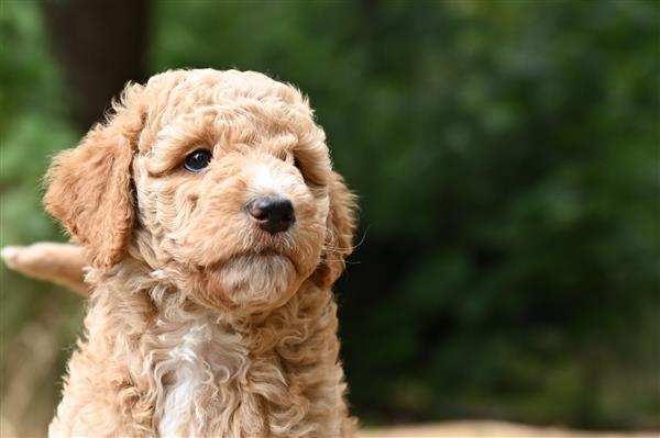 Grote foto labradoodle pups hypo alergeen dieren en toebehoren retrievers spani ls en waterhonden