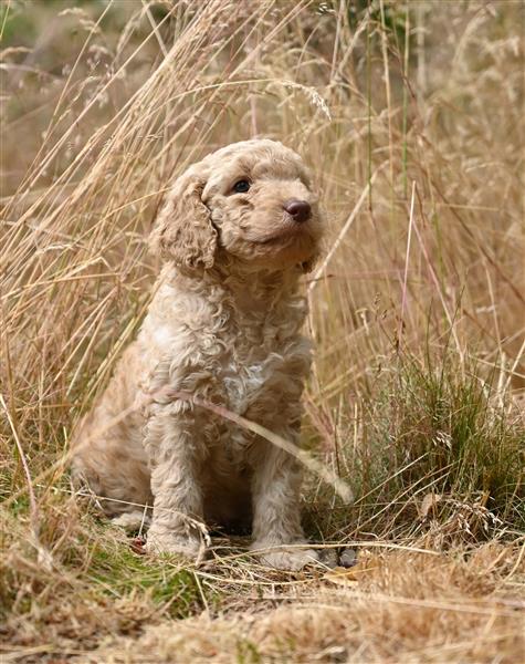 Grote foto labradoodle pups hypo alergeen dieren en toebehoren retrievers spani ls en waterhonden