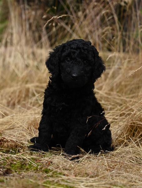 Grote foto labradoodle pups hypo alergeen dieren en toebehoren retrievers spani ls en waterhonden