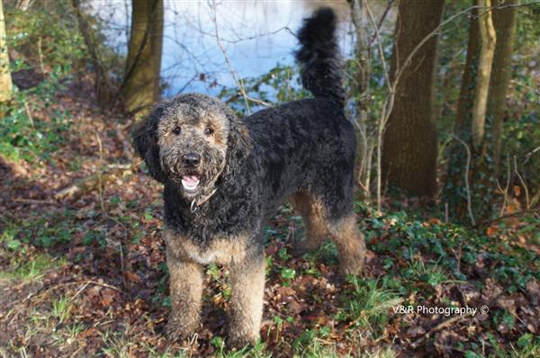 Grote foto labradoodle pups hypo alergeen dieren en toebehoren retrievers spani ls en waterhonden