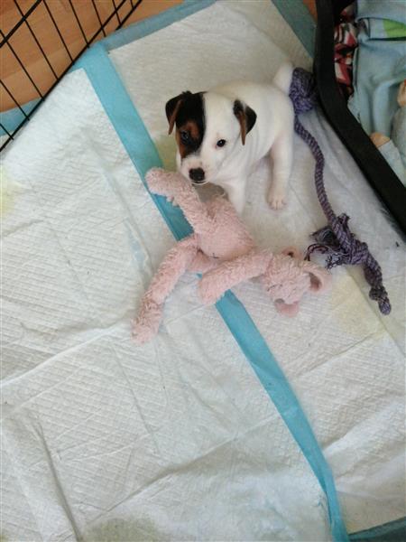 Grote foto jackrussel pup dieren en toebehoren jack russells en terri rs