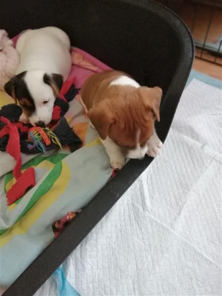 Grote foto jackrussel pup dieren en toebehoren jack russells en terri rs