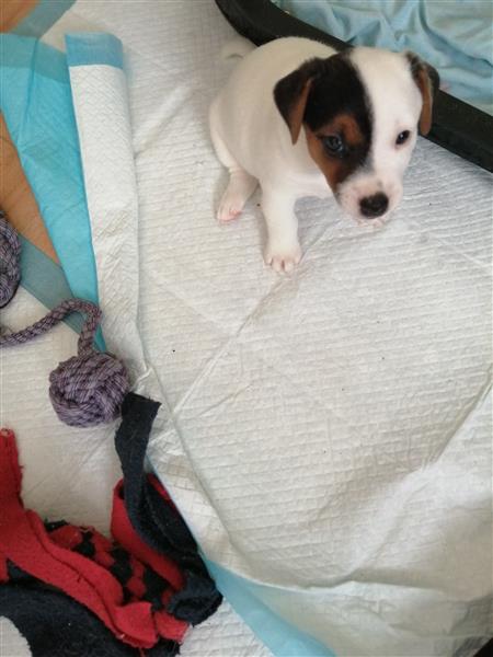 Grote foto jackrussel pup dieren en toebehoren jack russells en terri rs