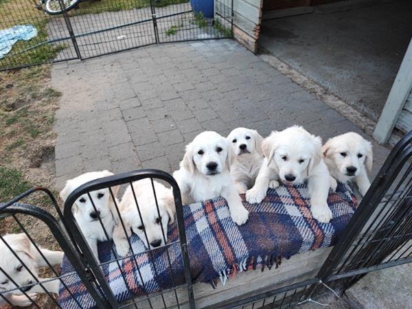 Grote foto super mooie golden retriever pups. dieren en toebehoren retrievers spani ls en waterhonden