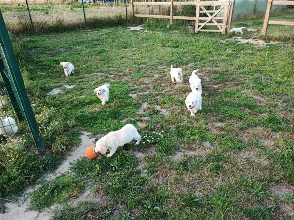 Grote foto super mooie golden retriever pups. dieren en toebehoren retrievers spani ls en waterhonden