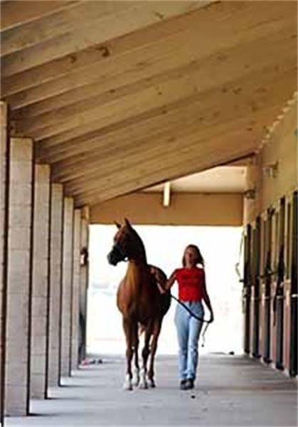 Grote foto glucohorse glucosamine voor paarden en pony dieren en toebehoren pony