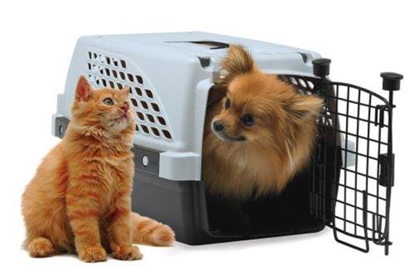 Grote foto catit senses origineel sale 15 korting dieren en toebehoren katten accessoires