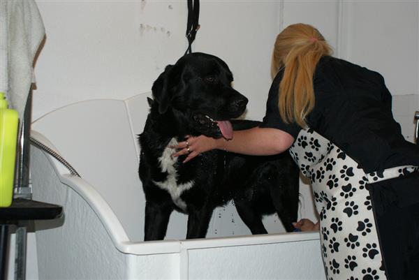 Grote foto dierenwinkel online grootste en goedkoopste dieren en toebehoren katten accessoires