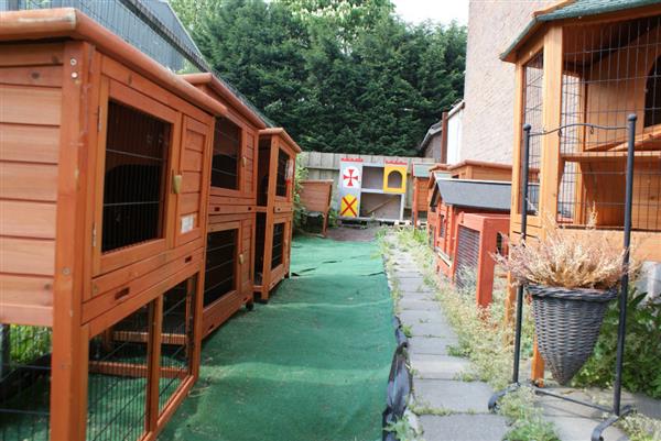 Grote foto dierenwinkel online grootste en goedkoopste dieren en toebehoren katten accessoires