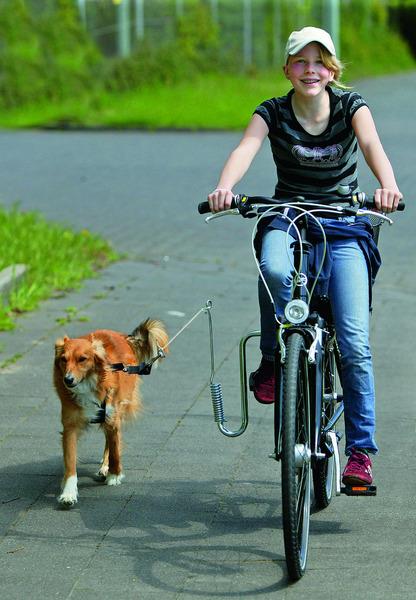 Grote foto fietsmand met rooster in grijs of bruin 29 99 dieren en toebehoren toebehoren