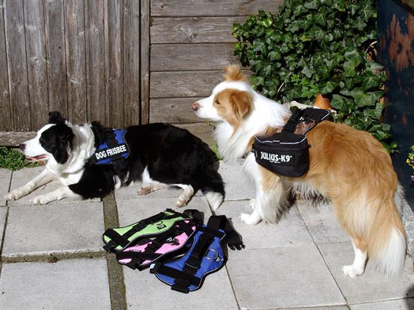 Grote foto goedkoop hondentuig julius k9 25 korting dieren en toebehoren toebehoren