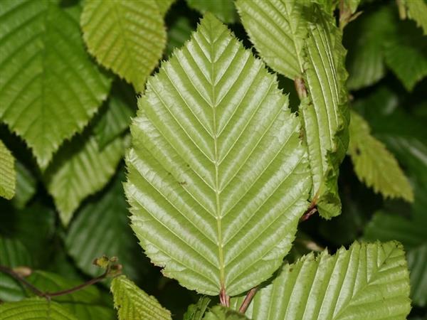 Grote foto haagbeuk bladverliezend carpinus betulus tuin en terras sierplanten