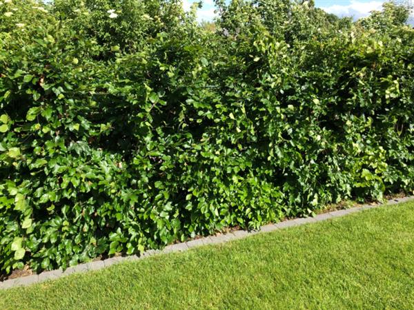 Grote foto beukenhaag in pot bladbehoudend groen fagus sylvatica tuin en terras sierplanten