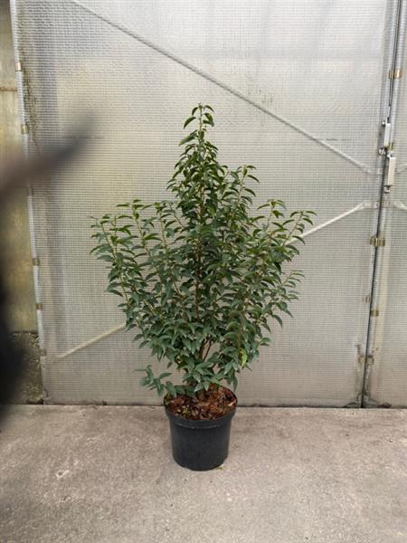 Grote foto prunus lusitanica angustifolia in pot portugese laurier tuin en terras sierplanten