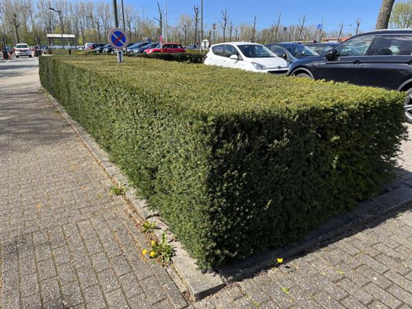 Grote foto taxus baccata venijnboom haagplanten tuin en terras sierplanten