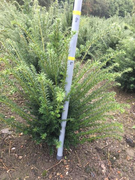 Grote foto taxus baccata venijnboom haagplanten tuin en terras sierplanten