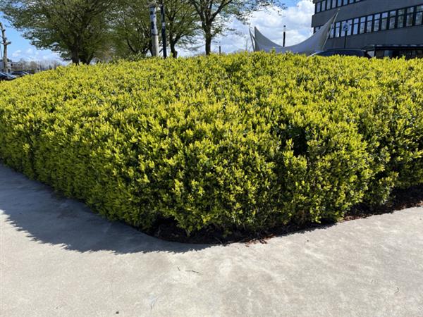 Grote foto ilex crenata green hedge buxus vervanger tuin en terras sierplanten