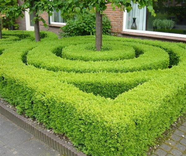 Grote foto ilex crenata green hedge buxus vervanger tuin en terras sierplanten