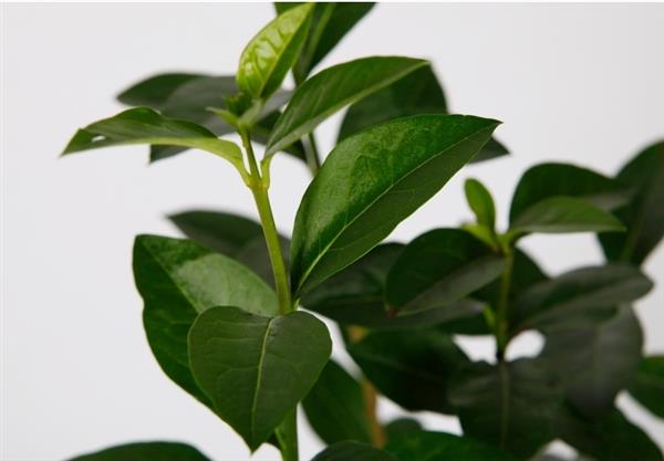 Grote foto ligustrum ovalifolium groenblijvend liguster tuin en terras sierplanten