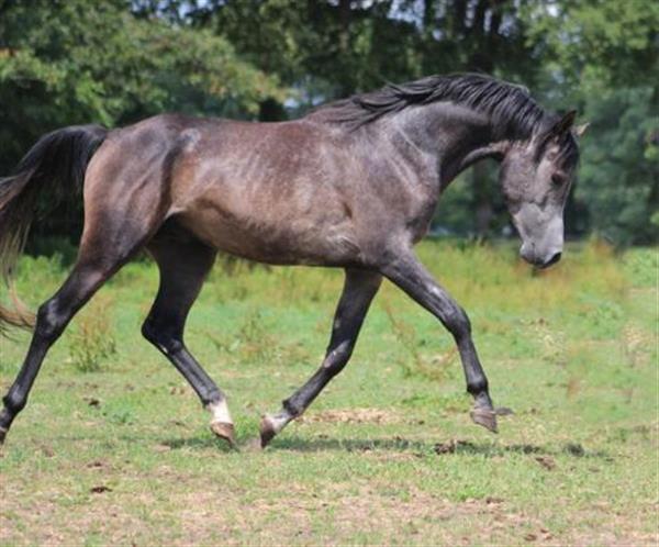 Grote foto super mooie 4 jarige e pony dieren en toebehoren paarden