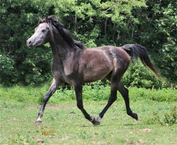 Grote foto super mooie 4 jarige e pony dieren en toebehoren paarden