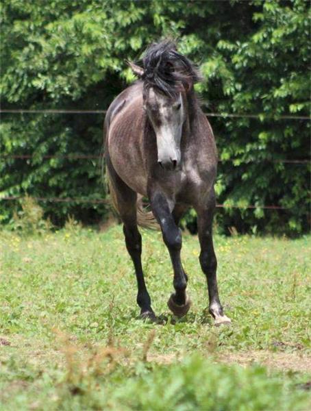 Grote foto super mooie 4 jarige e pony dieren en toebehoren paarden