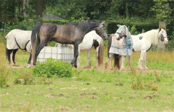 Grote foto super mooie 4 jarige e pony dieren en toebehoren paarden