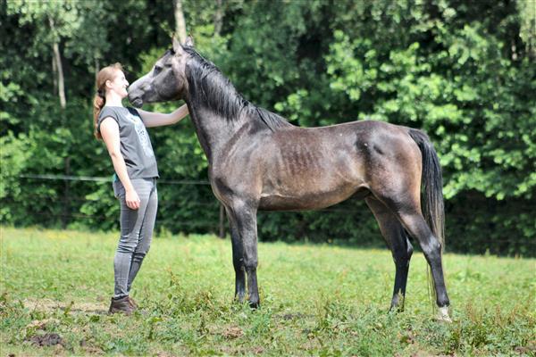 Grote foto super mooie 4 jarige e pony dieren en toebehoren paarden