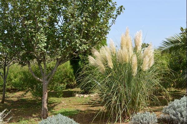 Grote foto b b puglia zd.italie logeren bij nederlanders vakantie italie