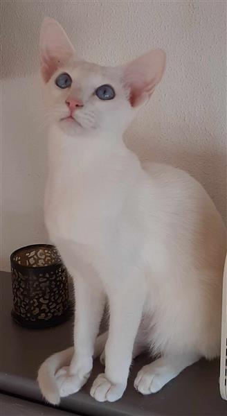 Grote foto foreign white tonkanees kitten met blauwe ogen dieren en toebehoren raskatten korthaar