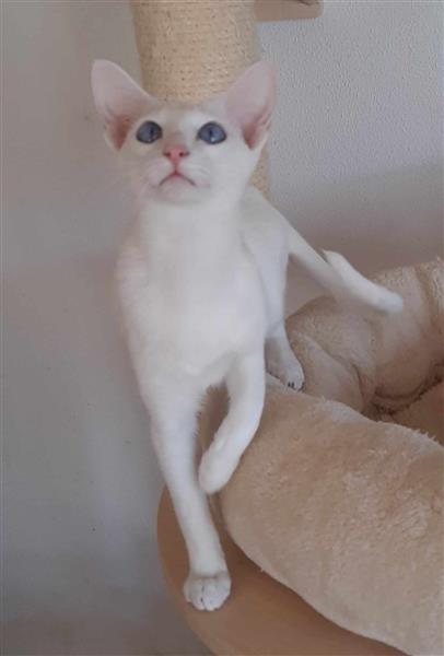 Grote foto foreign white tonkanees kitten met blauwe ogen dieren en toebehoren raskatten korthaar