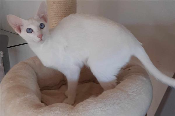 Grote foto foreign white tonkanees kitten met blauwe ogen dieren en toebehoren raskatten korthaar