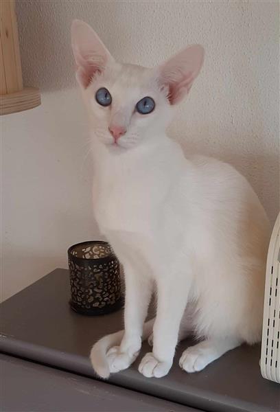 Grote foto foreign white tonkanees kitten met blauwe ogen dieren en toebehoren raskatten korthaar