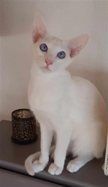 Grote foto foreign white tonkanees kitten met blauwe ogen dieren en toebehoren raskatten korthaar