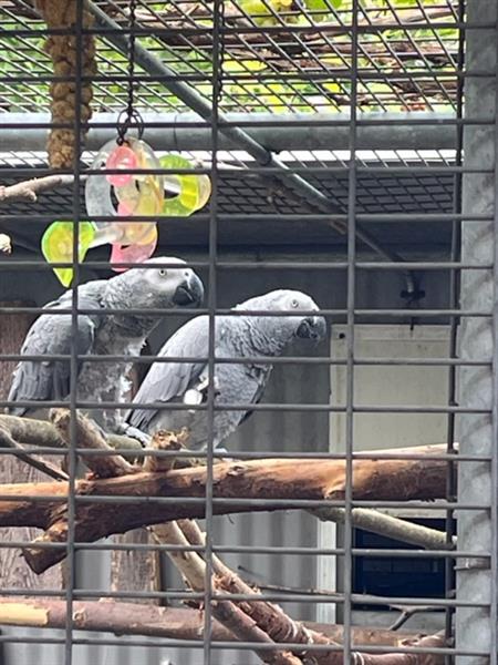 Grote foto grijze roodstaarten dieren en toebehoren parkieten en papegaaien