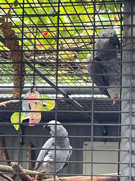 Grote foto grijze roodstaarten dieren en toebehoren parkieten en papegaaien