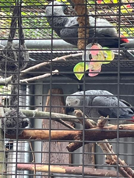 Grote foto grijze roodstaarten dieren en toebehoren parkieten en papegaaien