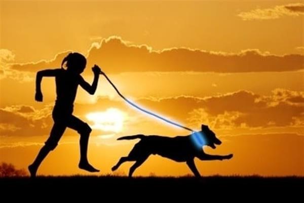 Grote foto honden halsband led verlichting s m l xl 7 kleuren dieren en toebehoren toebehoren