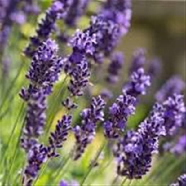 Grote foto aromatherapie gelpotten aromas naturales verkrijgbaar in 13 geuren tuin en terras zwembaden toebehoren