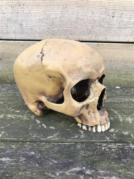 Grote foto decoratieve schedel skull polystone huis en inrichting woningdecoratie