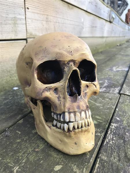 Grote foto decoratieve schedel skull polystone 23 cm huis en inrichting woningdecoratie