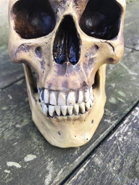 Grote foto decoratieve schedel skull polystone 23 cm huis en inrichting woningdecoratie