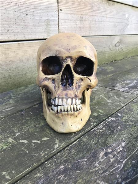 Grote foto decoratieve schedel skull polystone 23 cm huis en inrichting woningdecoratie