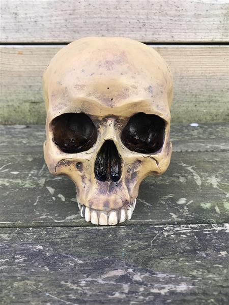 Grote foto decoratieve schedel skull polystone huis en inrichting woningdecoratie