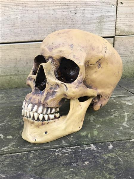 Grote foto decoratieve schedel skull polystone 23 cm huis en inrichting woningdecoratie