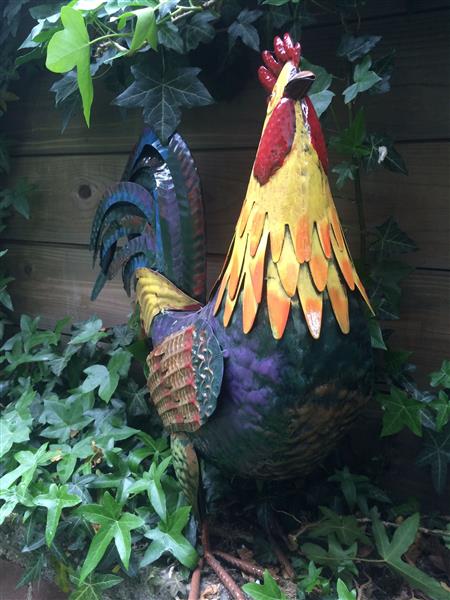 Grote foto mooie haan in volle kleuren van metaal geweldig fraai tuin en terras tuindecoratie