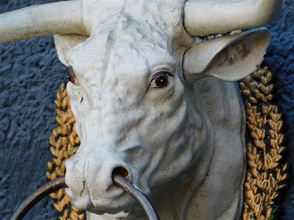 Grote foto stierenkop met ring vintage white gietijzer doe het zelf en verbouw materialen en producten