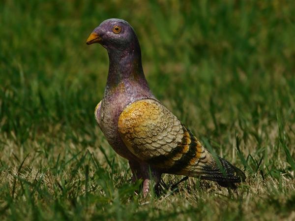 Grote foto duif vol metaal prachtig gekleurd beeldje tuin en terras tuindecoratie