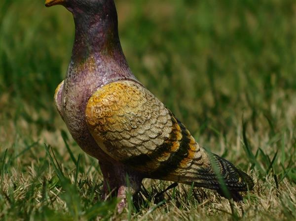 Grote foto duif vol metaal prachtig gekleurd beeldje tuin en terras tuindecoratie