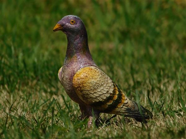 Grote foto duif vol metaal prachtig gekleurd beeldje tuin en terras tuindecoratie